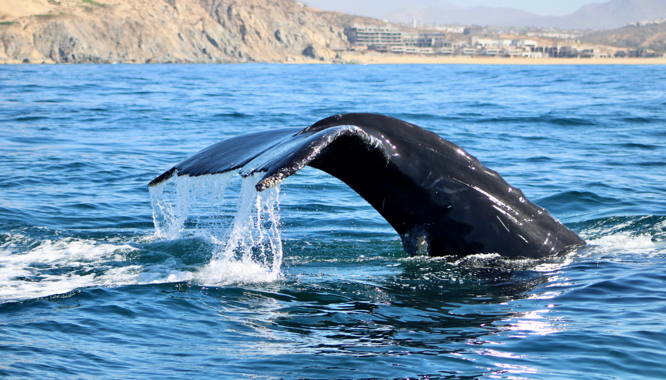 Humpback whale breaching in the Sea of Cortez during whale watching tour from Cabo San Lucas