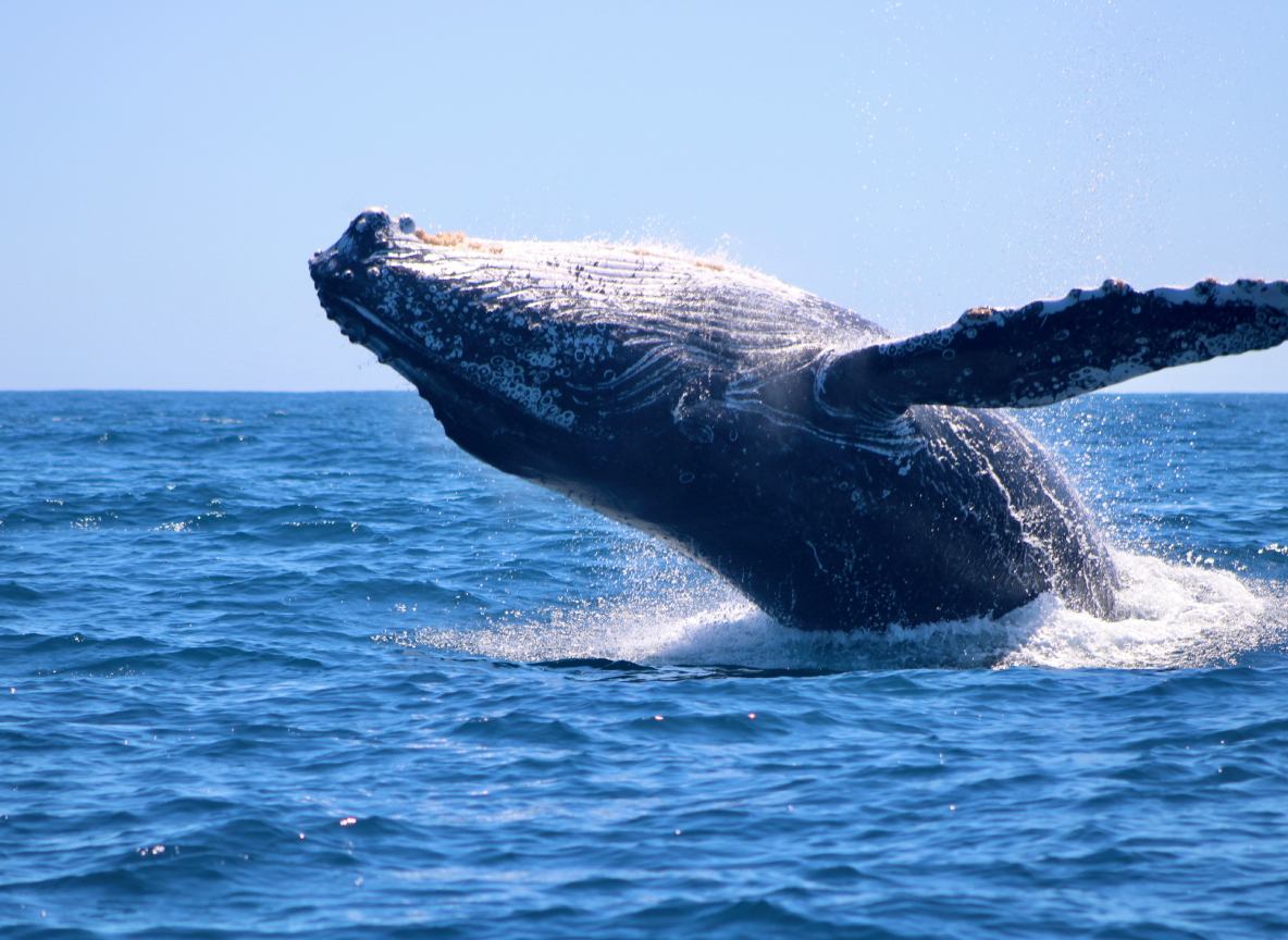 Private whale watching charter boat with guests observing whales near Cabo San Lucas Mexico